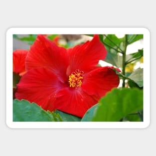 Hibiscous V Sticker